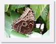 LaPaz - 030 * Brown side of Blue Morpho * Brown side of Blue Morpho